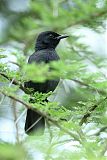 Slate-colored Boubou